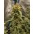 Lilac Diesel Auto RBX2, Фасовка: 6